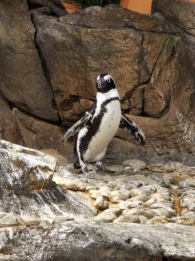 Penguen dik durup kameraya bakıyor ve vücutları sağa bakıyor. Kuşun kanatları açılır ve kayalık bir yüzeyde durur. Arka planda bir kaya duvarı var..