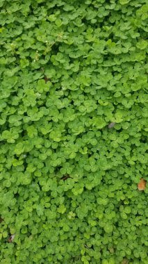 Bir yonca tarlası, her yaprağın küçük beyaz bir şeridi vardır ve genellikle üçlü gruplar halinde kümelenir..
