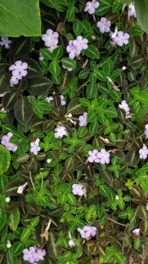İki farklı Episcia tarlası, biri kahverengi yapraklı ve diğeri yeşil. Her ikisi de açık mor bir çiçek üretir ve yaprakları dokudur..