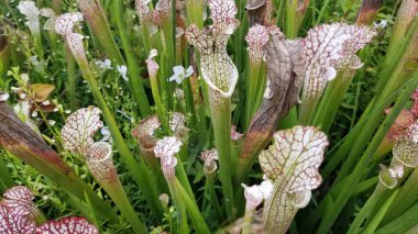Trompet Sürahisi Bitkileri 'nin ya da Kuzey Amerika' nın etobur bitkisi Sarracenia 'nın yakın fotoğrafını çek. Değişen miktarda bordo damarları olan beyazlardır. Sürahi bitkileri arasında yeşillik sağlayan başka bataklık bitkileri de var..
