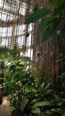 Atlanta 'daki büyük bir cam konservatuvarın tavanından sarkan kökler. Gölgede korunan tropikal bitkiler altında gelişir. Solda kıvrımlı bir taş yürüyüş yolu var.. 