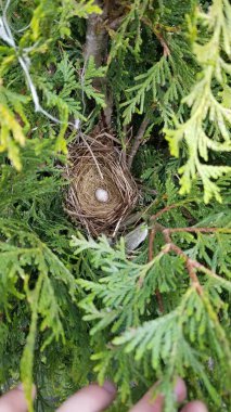 Samandan yapılmış küçük kahverengi kuş yuvası ve bir Arborvitae çalılığına saklanmış. Ortada küçük bir yumurta var..