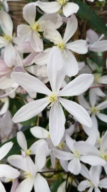 Ortadakine odaklanan beyaz elma çiçeği demeti Clematis. Uzun beyaz yaprakları ve küçük sarı bir merkezleri vardır..