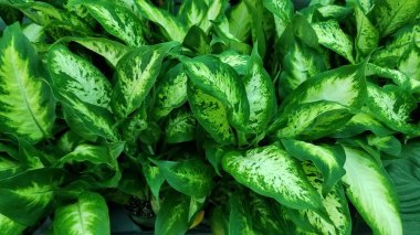 Cluster of Dieffenbachia, or Dumb Cane, leaves with variegated centers and green spots.