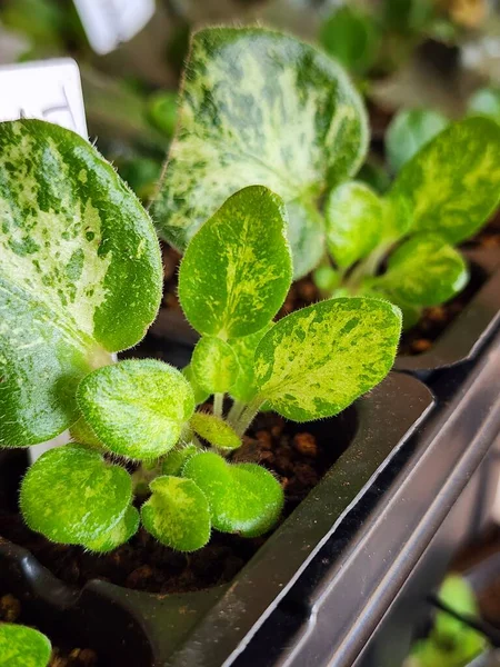 African violet leaves that have been planted in plastic trays and have grown new plants. Mosaic variegated African violet leaf propagation in greenhouse.