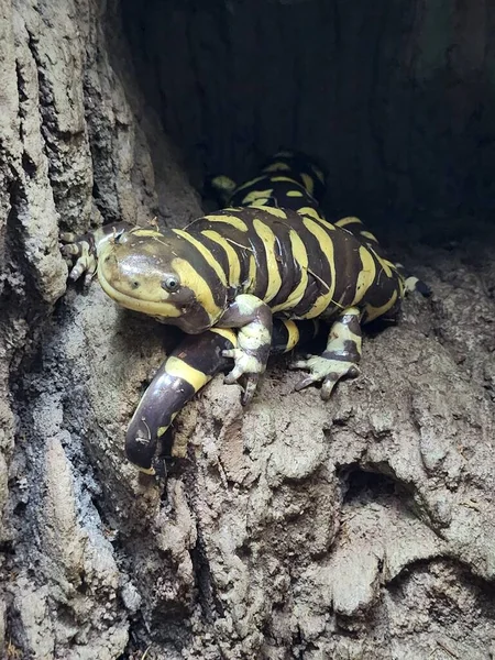 Tigersalamander Sitzt Auf Einem Felsvorsprung Auf Einem Anderen Salamander Und — Stockfoto