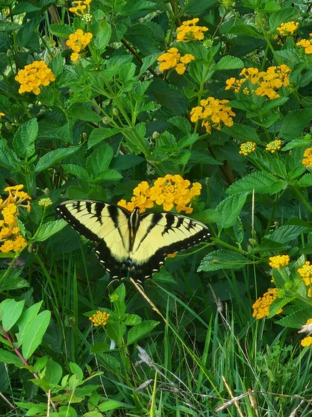 Yellow Tiger Swallowtail Butterfly Drinking Nectar Lantana Plant Bloom Tall — Stock Photo, Image