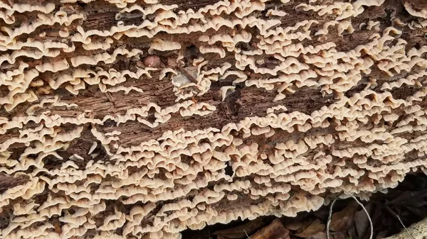 Rotting Wood Log Covered Beige Mushrooms Ruffled Fungus Grew Rough — Stock Photo, Image