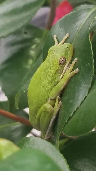 椿の葉の上に緑の木のカエルが休んでいます カエルは茶色の目と明るい緑 でこぼこの肌をしています — ストック写真
