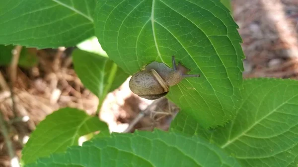 Garden Snail Climbing Hydrangea Leaf Camera Snail Body Ridged Faint — Stock Photo, Image