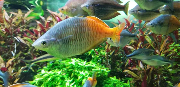 Egy Boeseman Rainbowfish Több Hallal Háttérben Ezeknek Édesvízi Halaknak Kék — Stock Fotó