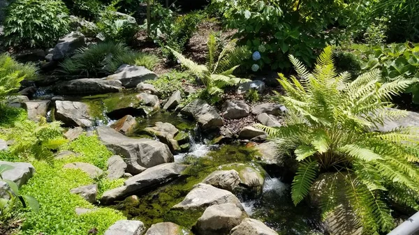 Água Que Atravessa Rochas Pequeno Riacho Localizado Jardim Botânico Água — Fotografia de Stock