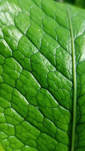 Macro Shot Crocodile Fern Leaf Showing Intricate Veins Structure — Stock Photo, Image