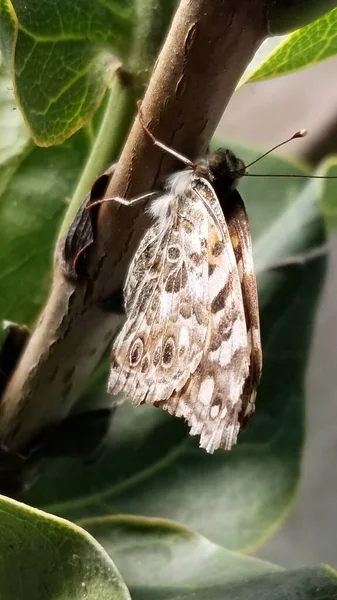 Close Photo Brown Moth Mottled Brown Wings Wings Slightly Tattered — Stock Photo, Image
