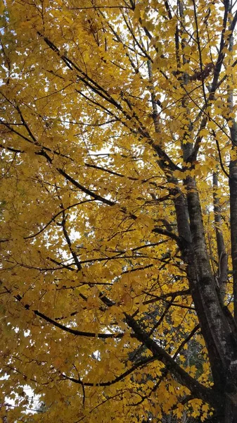 Photo of a tree in the fall, with the leaves all turned to yellow. The trunk of the tree is on the right, with branches heading to the left. You can see some sky through the leaves, and the lighting is pale and moody.