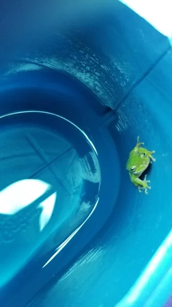 Zelená Žába Uvnitř Plastové Plechovky Modrou Vodou Žába Straně Dívá — Stock fotografie