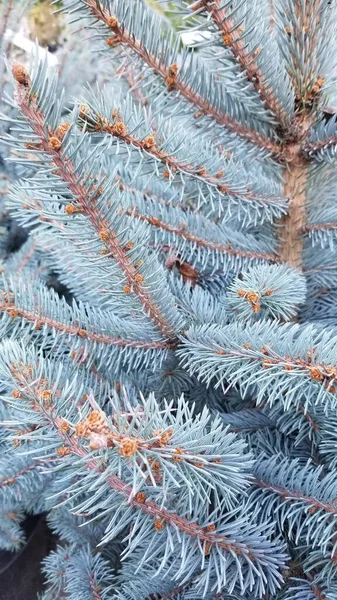 Close Picture Blue Spruce Tree Needles Light Frosty Blue Small — Stock Photo, Image