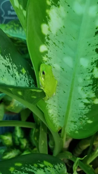 Green Tree Frog Resting Dieffenbachia Leaf Also Known Dumb Cane — Fotografia de Stock