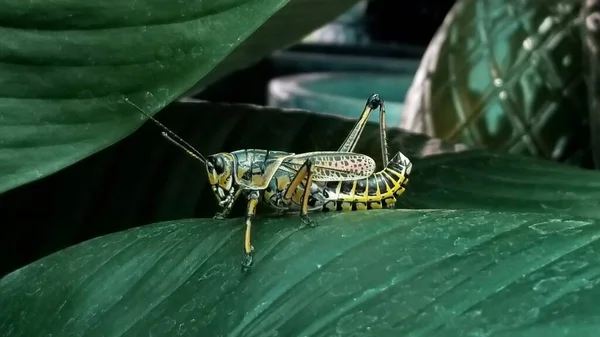 Duży Żółty Czarny Lubber Grasshopper Spoczywa Liściu Sensation Peace Lily — Zdjęcie stockowe