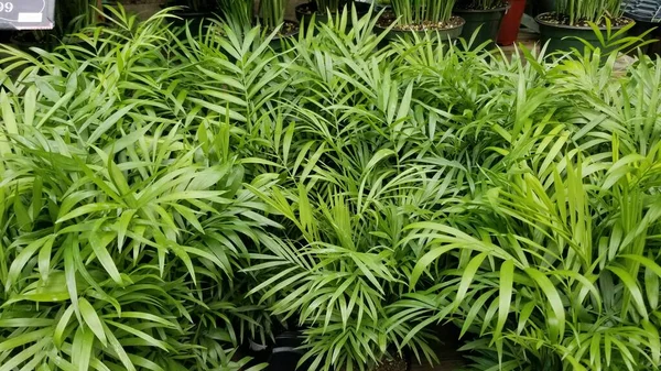 stock image Garden center display of Parlor Palms in 6 inch grower pots. Green Neanthe Bella Palms in greenhouse clustered together.