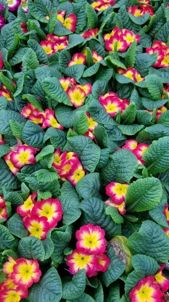 Mai Multe Plante Primroză Grupate Împreună Rânduri Vânzare Florile Sunt — Fotografie, imagine de stoc