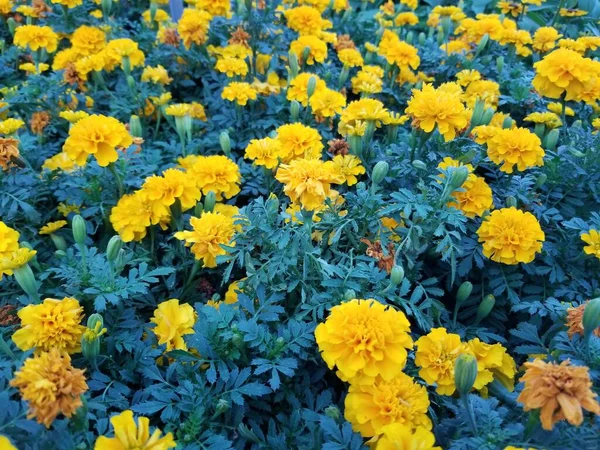 Bright Yellow Marigold Plants Photographed Morning Giving Leaves Blue Hue — Stock Photo, Image