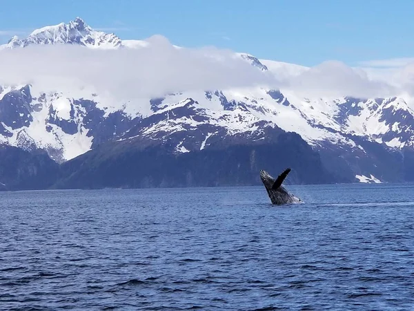 Whale breaching out of water on its back, with one fin in the air. Photo taken in an Alaskan bay in the summer, and there are snowy mountains in the background. There are low clouds in front of the mountain, and the sky is a light blue.