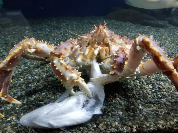 Velký Krab Pojídající Ryby Aljašském Akváriu Kraba Drží Tmavém Štěrku — Stock fotografie