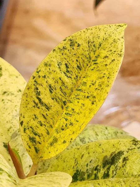 在Ficus Elastic Tica Shivereana 或各种橡胶树上的新叶的特写镜头 叶子高度多样化 有黄色的基部和深绿色的斑点 图库图片