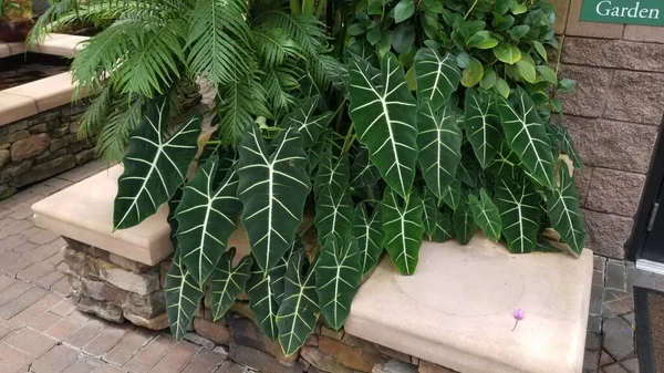 大样本的Frydek Alocasia 一种有皱曲的叶子和锐利的白脉的象耳植物 树叶挂在石墙上 右上角有一个标牌 上面写着花园 后面还有其他的热带植物 图库照片