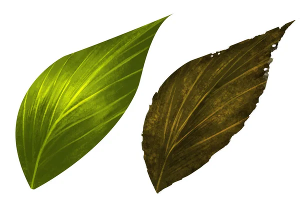 コンセプトは2つの葉とは異なります 左の名声は完璧な形のように見える緑の葉です 右の名声は深い茶色と腐敗を描いた乾燥した葉です 葉形は2枚同じです — ストック写真