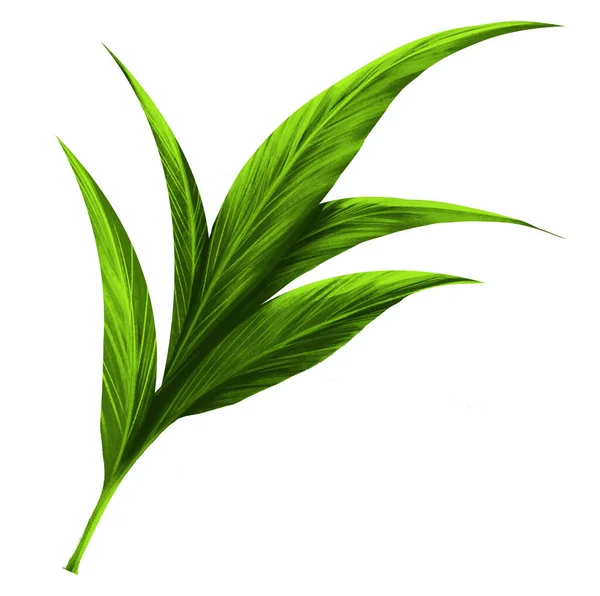 Zielona Herbata Pozostawia Białym Tle Daje Orzeźwiające Uczucie Komfort Tworzenie — Zdjęcie stockowe
