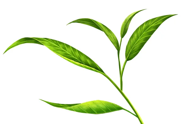Tea Leaves White Background Gives Refreshing Feeling Comfortable Create Digital — Stock Photo, Image
