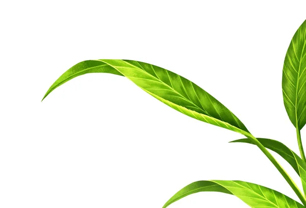Зеленые Листья Белом Фоне Создайте Цифровой Живописи Добавьте Детали Leaf — стоковое фото