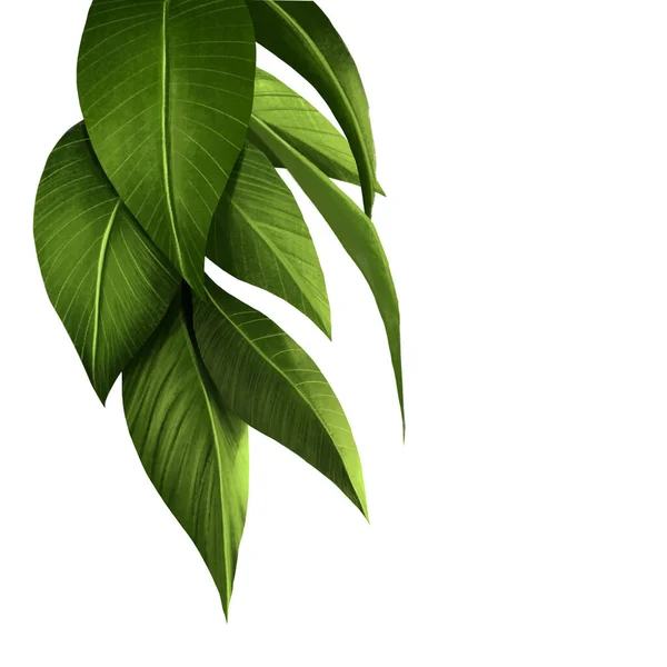 Букет Иллюстраций Зелёного Листа Листья Выдающиеся Изолированном Белом Фоне Легко — стоковое фото