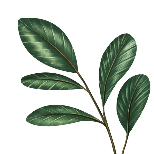 Зеленые Листья Стиле Иллюстрации Белом Фоне Украшения Вашего Дизайна Шаблоном — стоковое фото