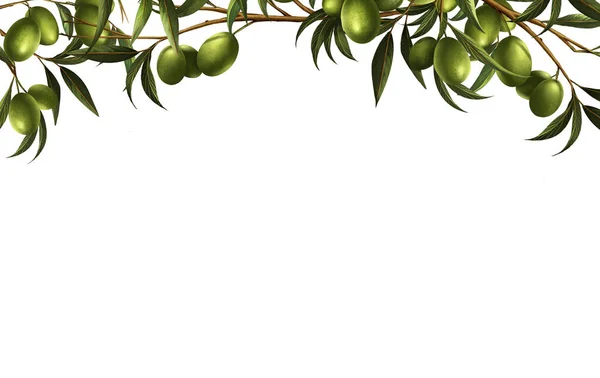 식물학적으로 알려져 올리브는 올리브유나 자연에서 생산되는 제품을 만드는데 사용됩니다 설계는 — 스톡 사진