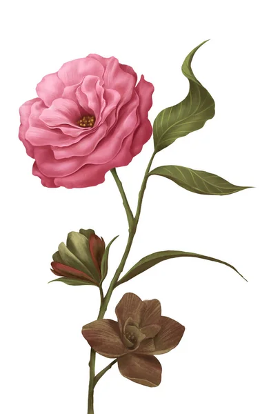 Bouquet Isorate Fleur Rose Pour Décorer Votre Modèle Mise Page — Photo