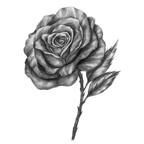 Rose Vintage Style Create Pencil Printing Tempate Tattoo Can Use — Stock Photo, Image