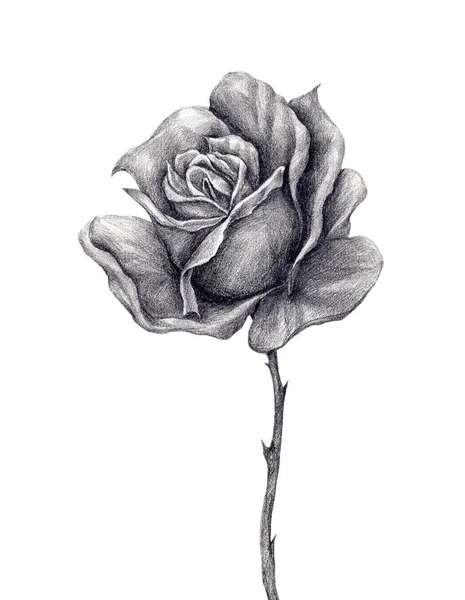 Rose Realistic Desenho Estilo Vintage Criar Lápis Sobre Fundo Branco — Fotografia de Stock