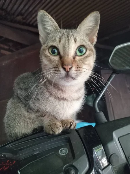 Gato Doméstico Belos Olhos — Fotografia de Stock