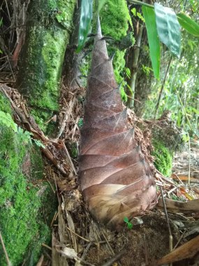Ağaçlı güzel orman manzarası