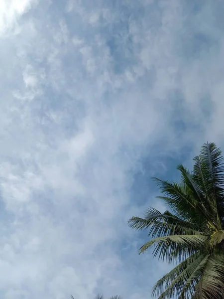 Céu Azul Com Nuvens Brancas Belas Palmeiras Tropicais Raios Sol — Fotografia de Stock