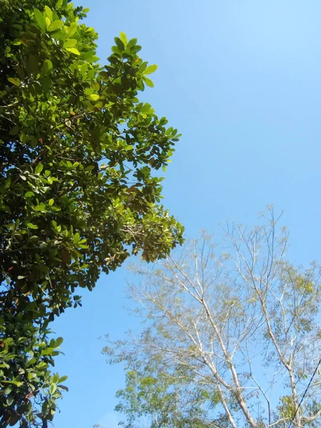 Zielone Liście Drzewa Lesie — Zdjęcie stockowe
