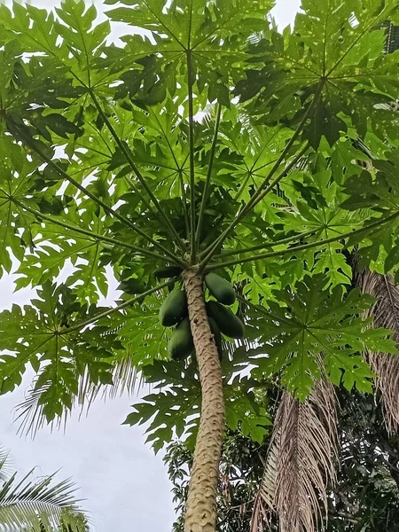 Zelené Listy Stromu — Stock fotografie