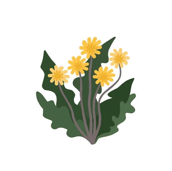 Dandelion bush. Spring and summer wild flowers. Vector illustration isolated on white background. 