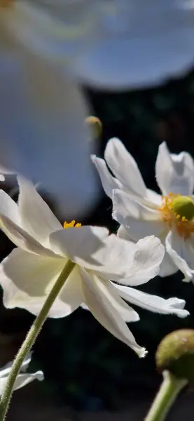 Güzel Yakın Plan Beyaz Çiçekler Bahçede Siyah Arka Plan — Stok fotoğraf