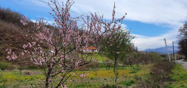 İlkbaharda güzel kiraz çiçekleri