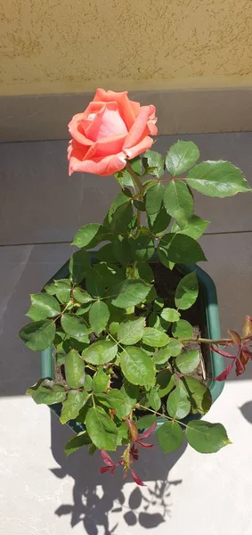 Piękne Różowe Róże Wazonie Białym Tle — Zdjęcie stockowe