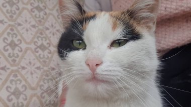 Benim güzel kedim, benim tatlı kedim, hayvanları severim.